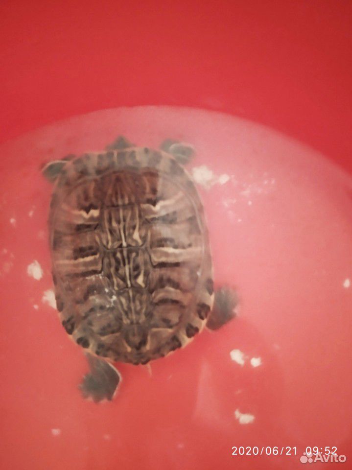 Черепаха красноухая,очень умная купить на Зозу.ру - фотография № 1