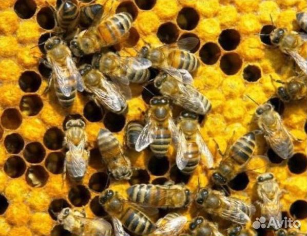 Пчелосемья купить на Зозу.ру - фотография № 1