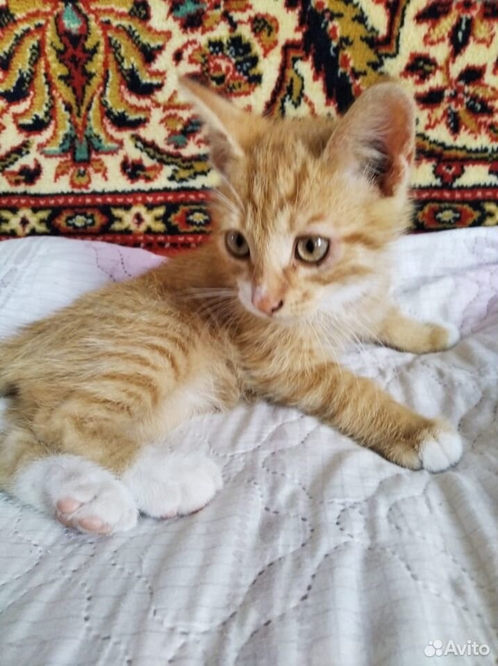 Котенок 2,5 месяца купить на Зозу.ру - фотография № 1