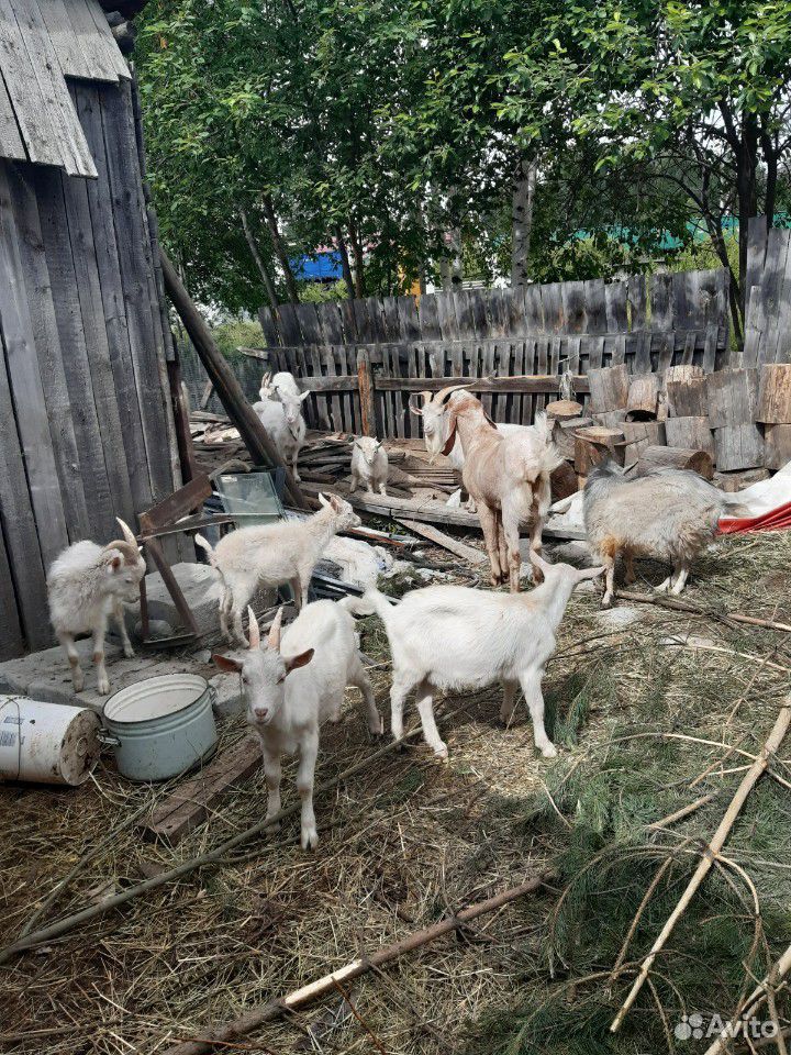 Продажа коз купить на Зозу.ру - фотография № 2