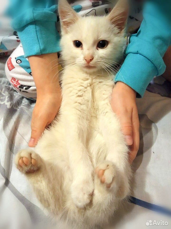 Белый котенок, девочка, 2,5-3 месяца купить на Зозу.ру - фотография № 1