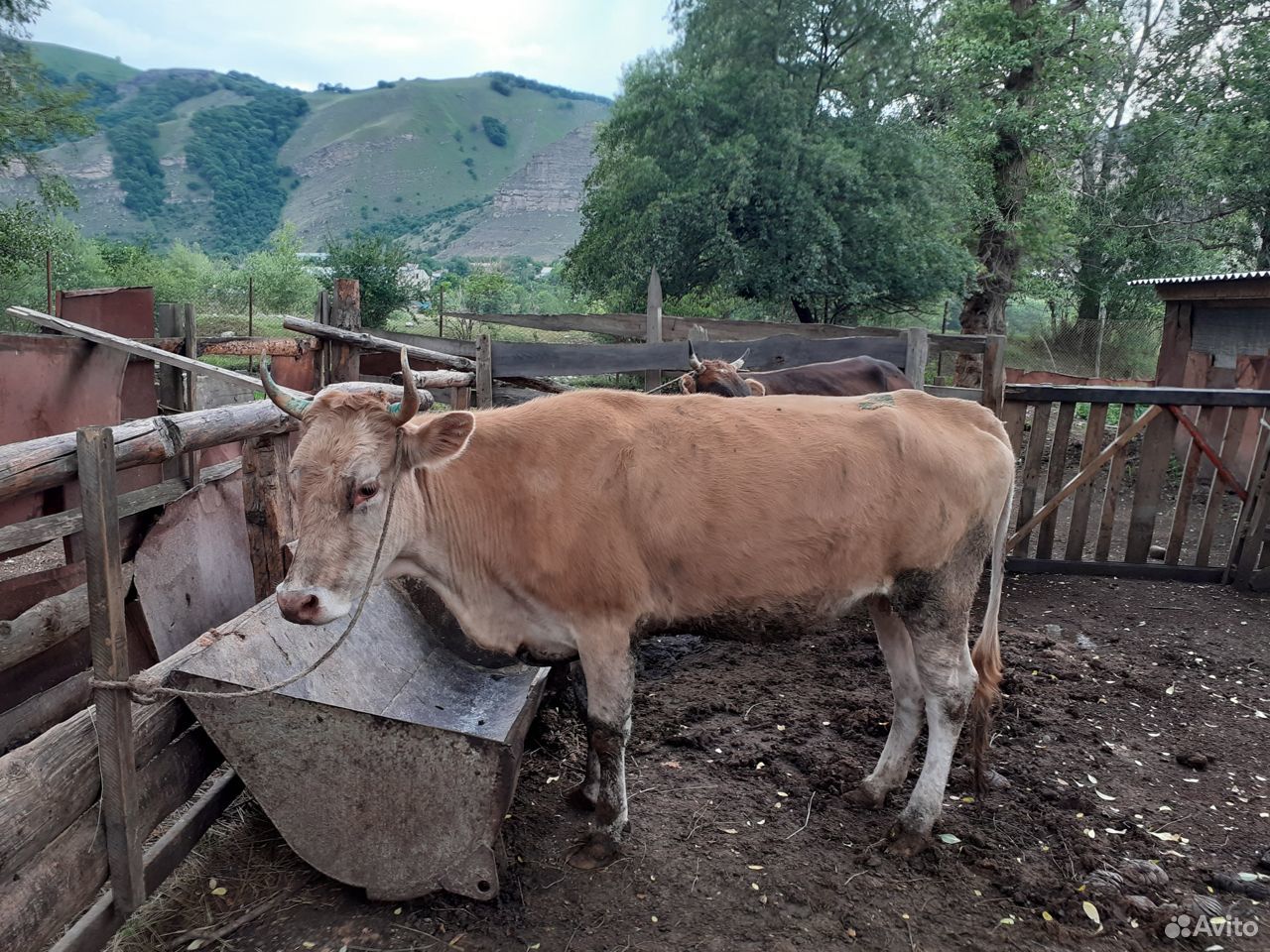 Сельхоз животные, корова купить на Зозу.ру - фотография № 1