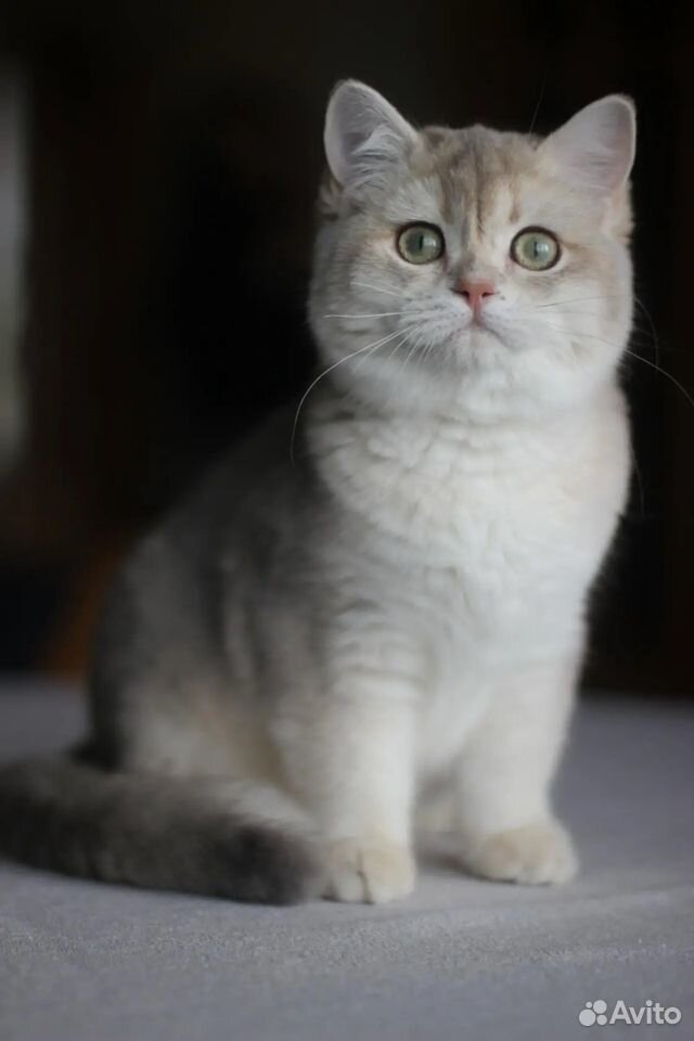 Британский котик 6 месяцев купить на Зозу.ру - фотография № 3