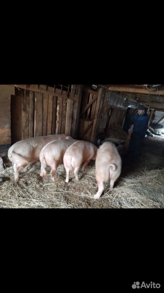 Свиньи мясная порода купить на Зозу.ру - фотография № 1