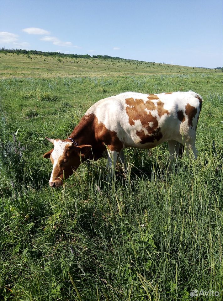 Продаются коровы купить на Зозу.ру - фотография № 1