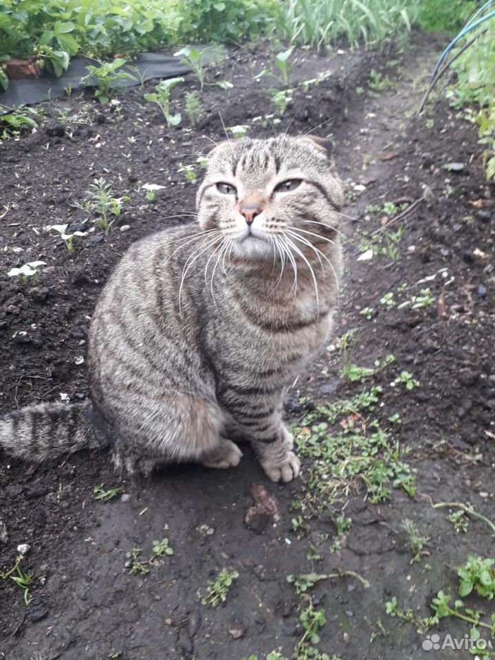 Найден котик, ищем его хозяина купить на Зозу.ру - фотография № 1