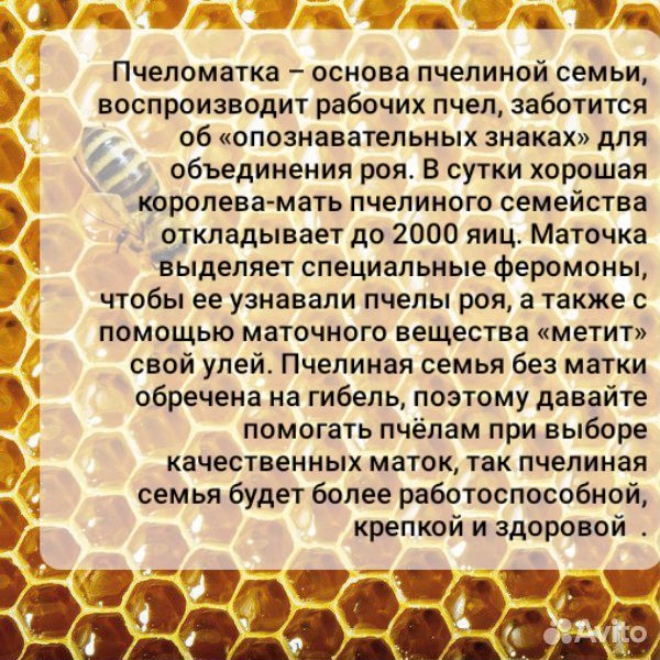 Пчелиные матки, маточники купить на Зозу.ру - фотография № 2