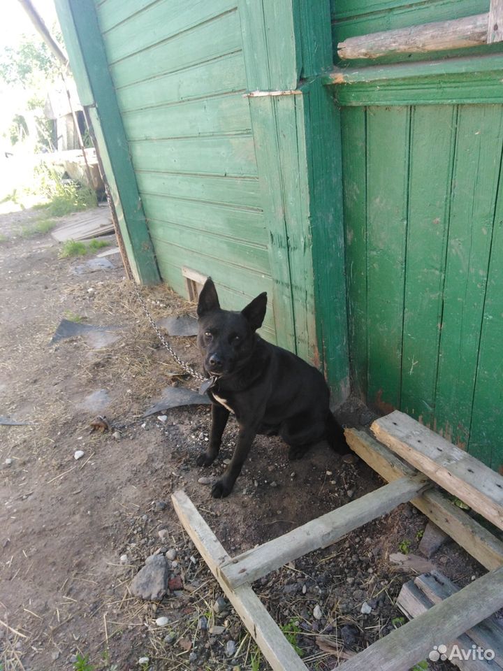Собака для охраны купить на Зозу.ру - фотография № 1