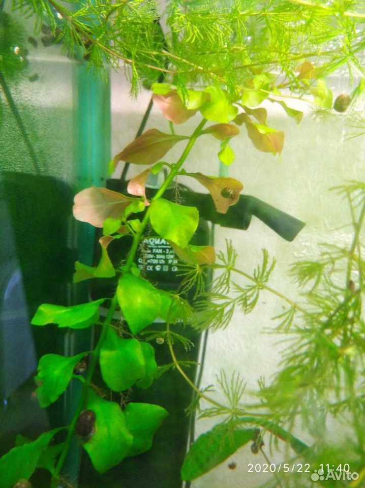 Растения для аквариума купить на Зозу.ру - фотография № 3