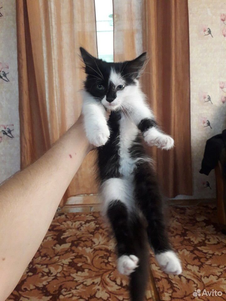Кот в добрые руки купить на Зозу.ру - фотография № 3