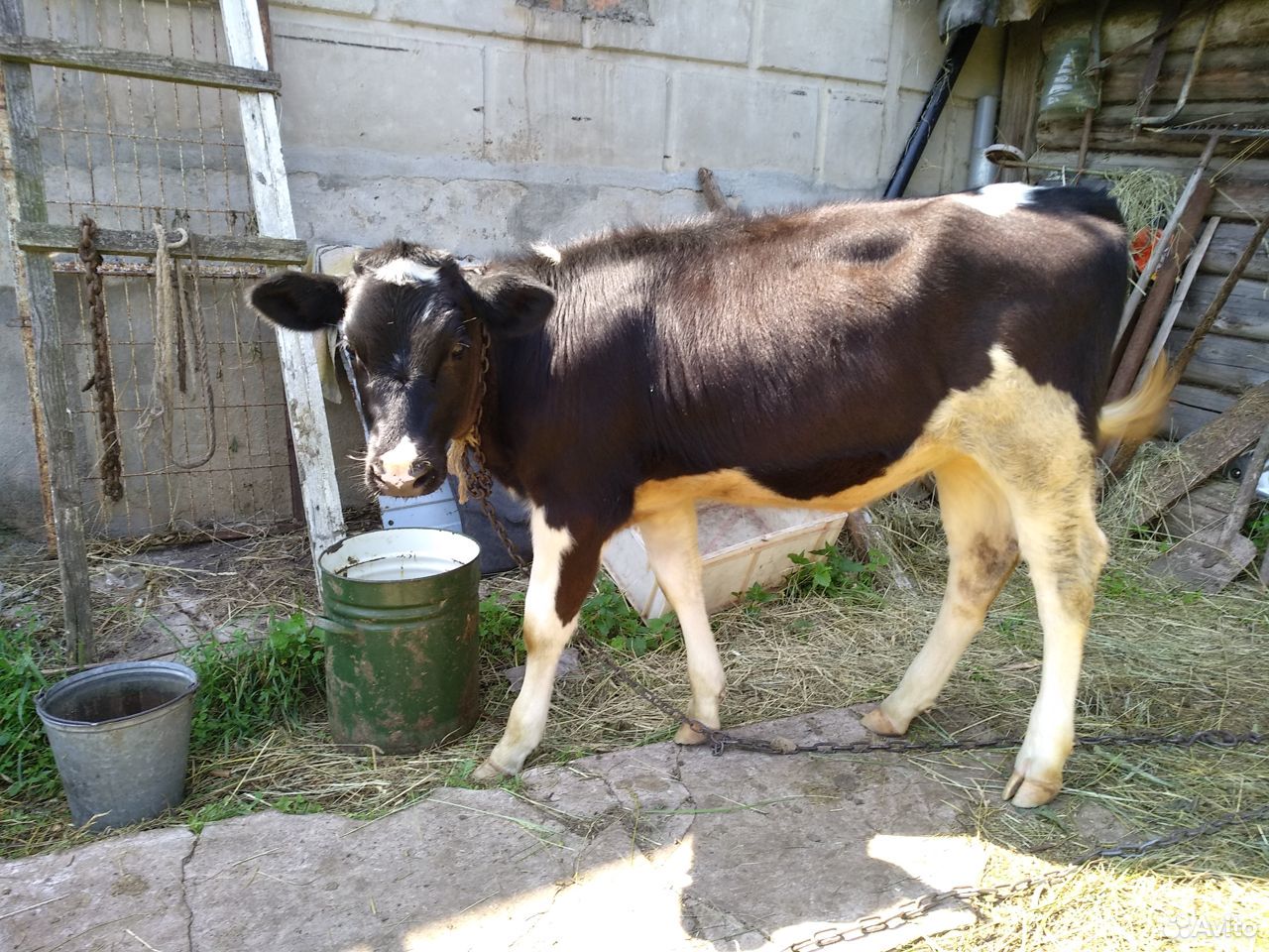Корова, телёнок купить на Зозу.ру - фотография № 1