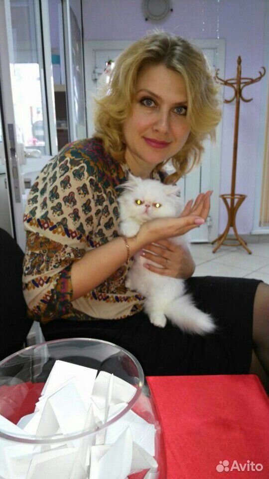 Экзот кошка купить на Зозу.ру - фотография № 2