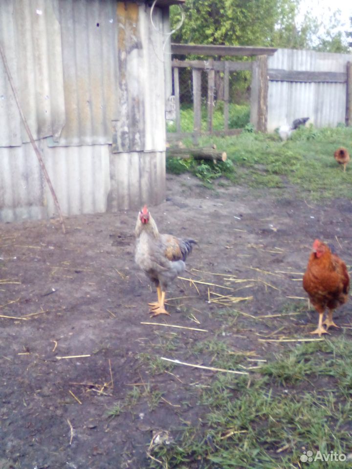 Продам подрощенных цыплят купить на Зозу.ру - фотография № 3