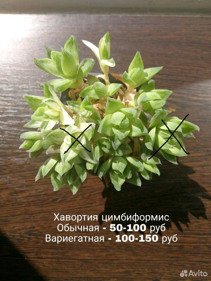 Комнатные растения, суккуленты купить на Зозу.ру - фотография № 2