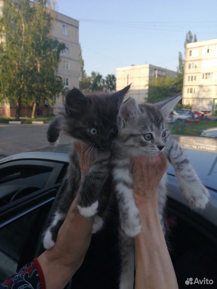 Кошки купить на Зозу.ру - фотография № 3