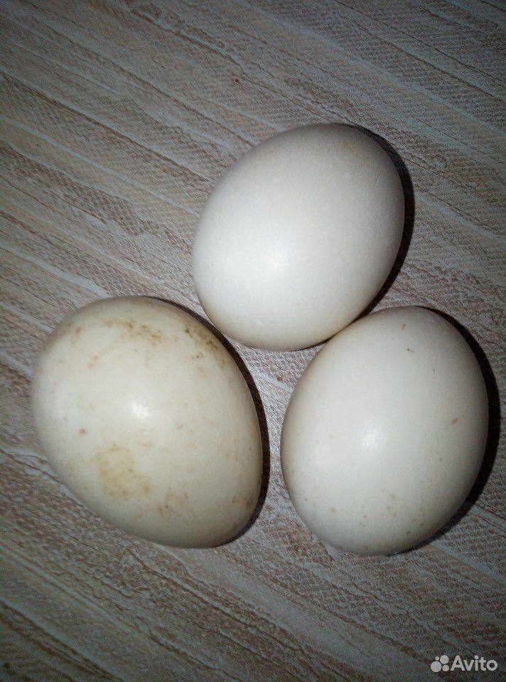 Индоутята броллеры коб 500 и инкубационное яйца ин купить на Зозу.ру - фотография № 2