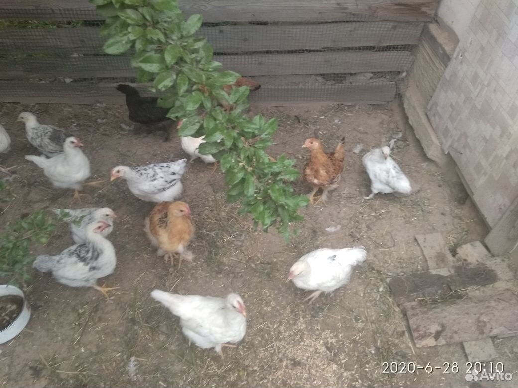 Цыплята домашние(подрощенные) купить на Зозу.ру - фотография № 1