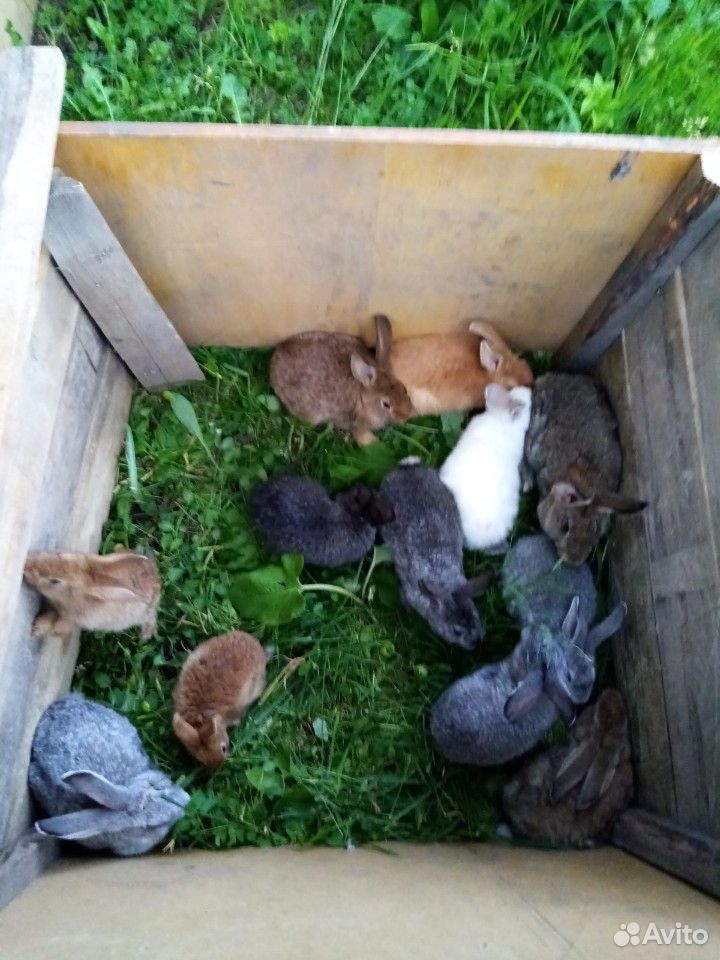 Продам кроликов самцов породистых купить на Зозу.ру - фотография № 1