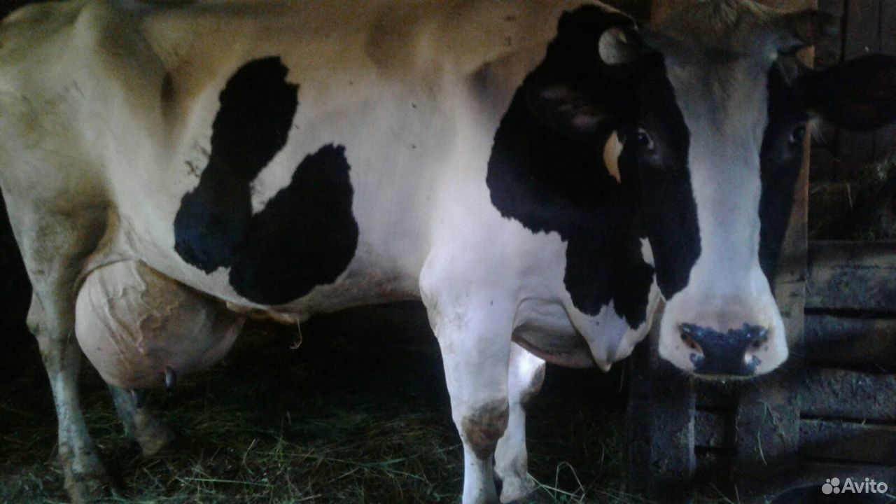 Продается высокоудойная корова купить на Зозу.ру - фотография № 1