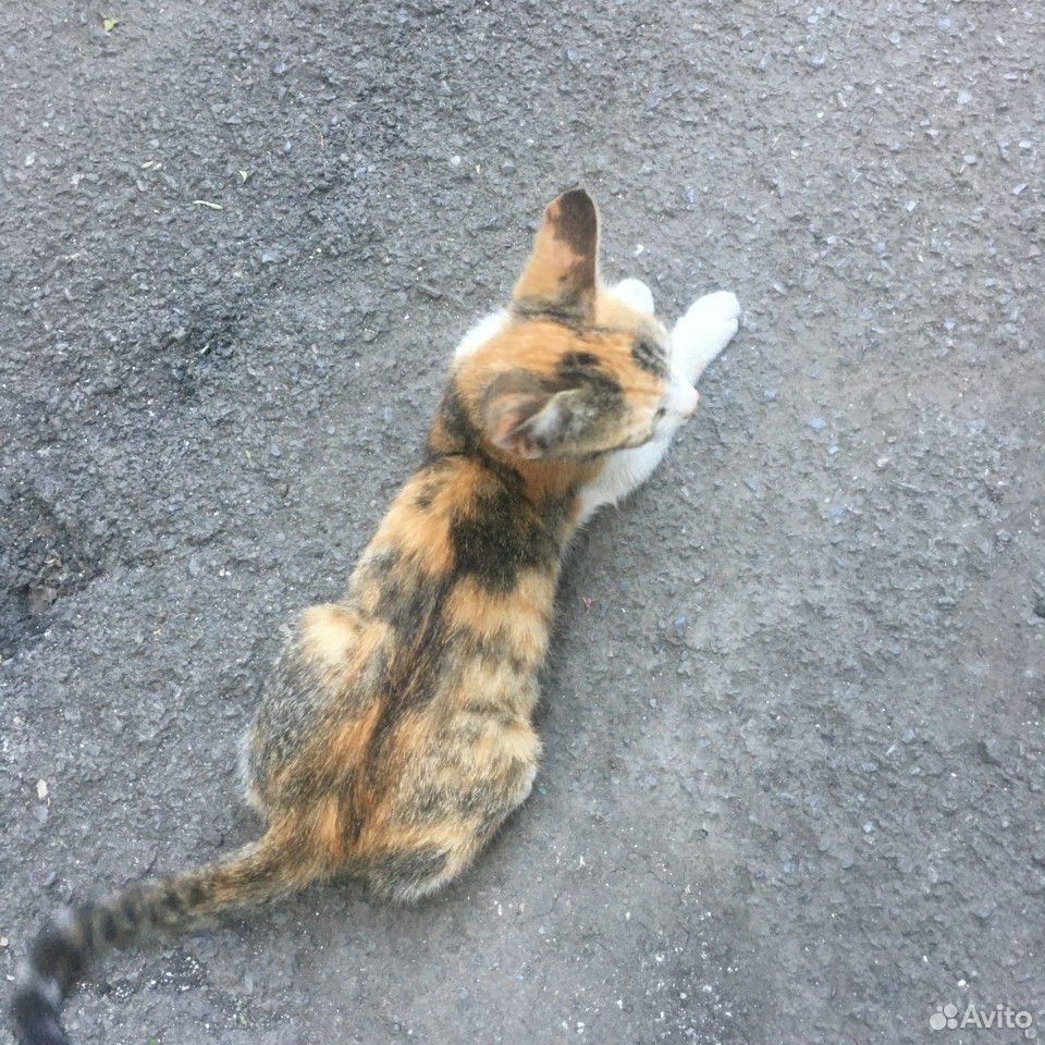 Кошка (котёнок) купить на Зозу.ру - фотография № 5