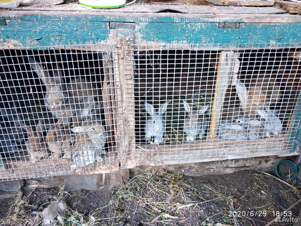 Кролики 1 месячные купить на Зозу.ру - фотография № 1
