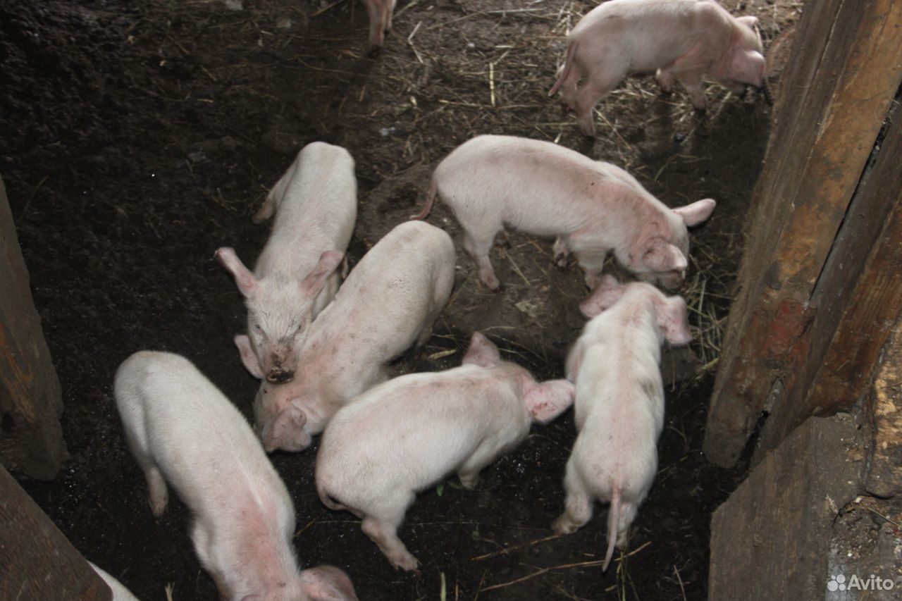 С\х животные свиньи купить на Зозу.ру - фотография № 5
