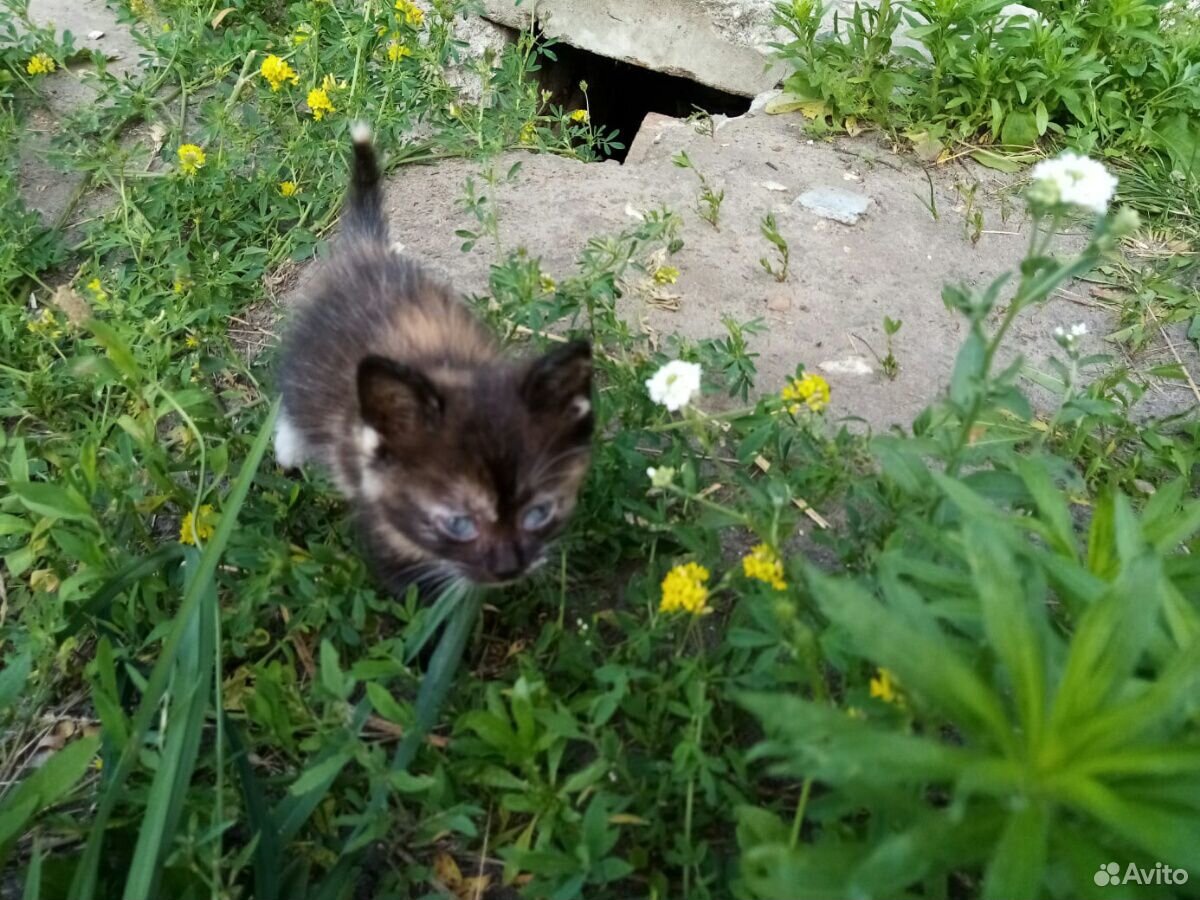 Котята ищут дом купить на Зозу.ру - фотография № 2