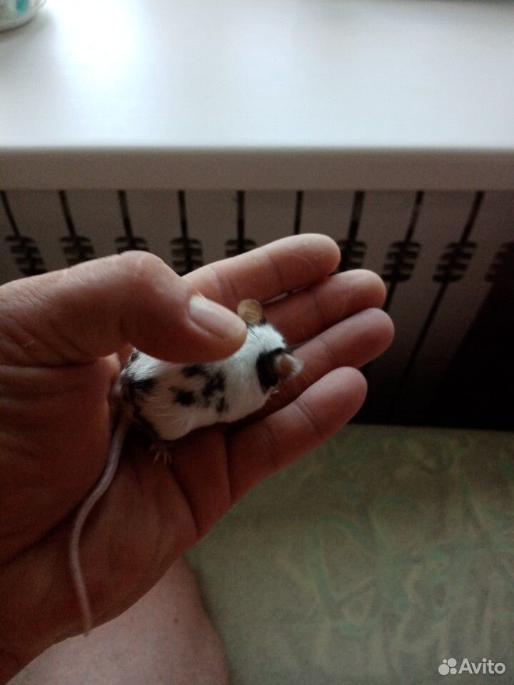 Японские мышки купить на Зозу.ру - фотография № 2