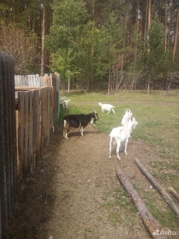 Двойные козы и козлята купить на Зозу.ру - фотография № 2