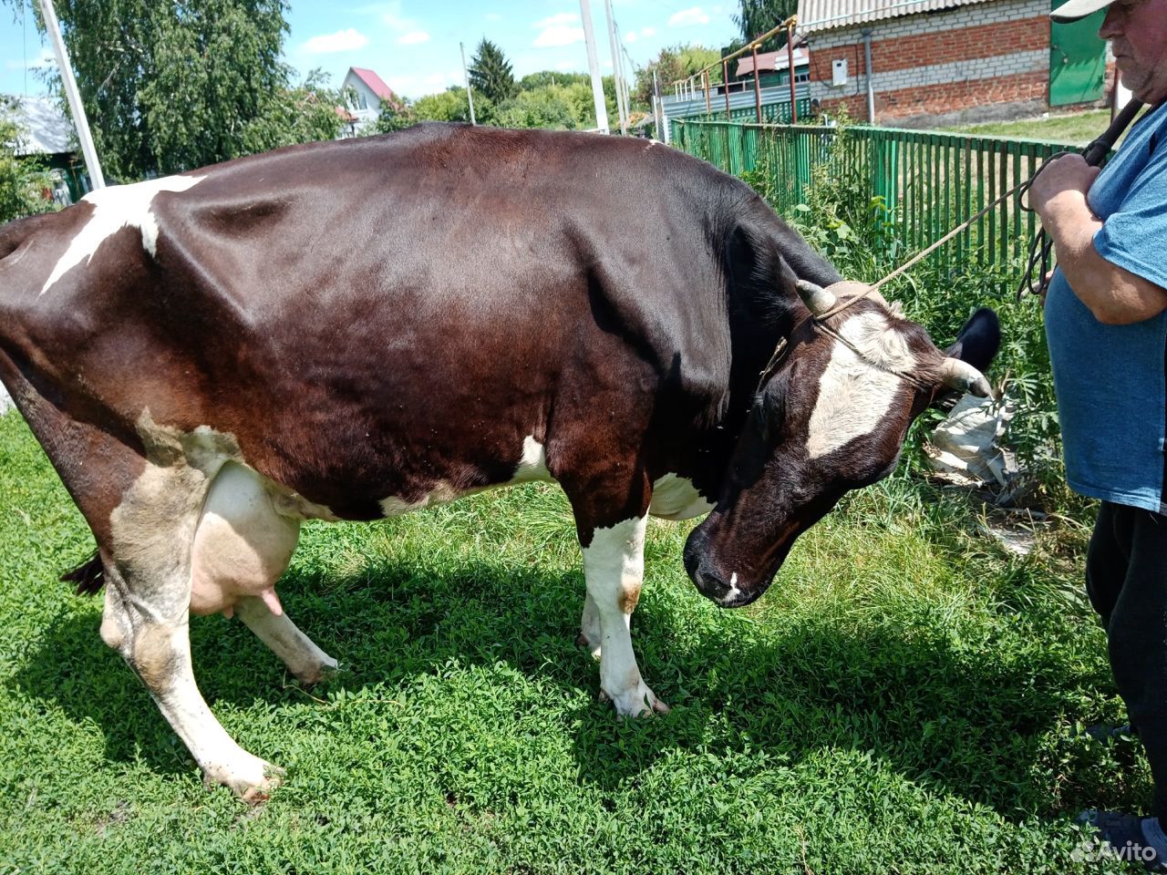 Продаётся корова,молочная купить на Зозу.ру - фотография № 1