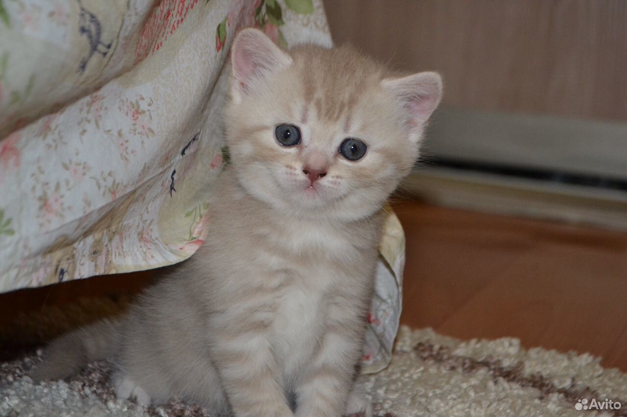 Продам красивых британских котят купить на Зозу.ру - фотография № 1