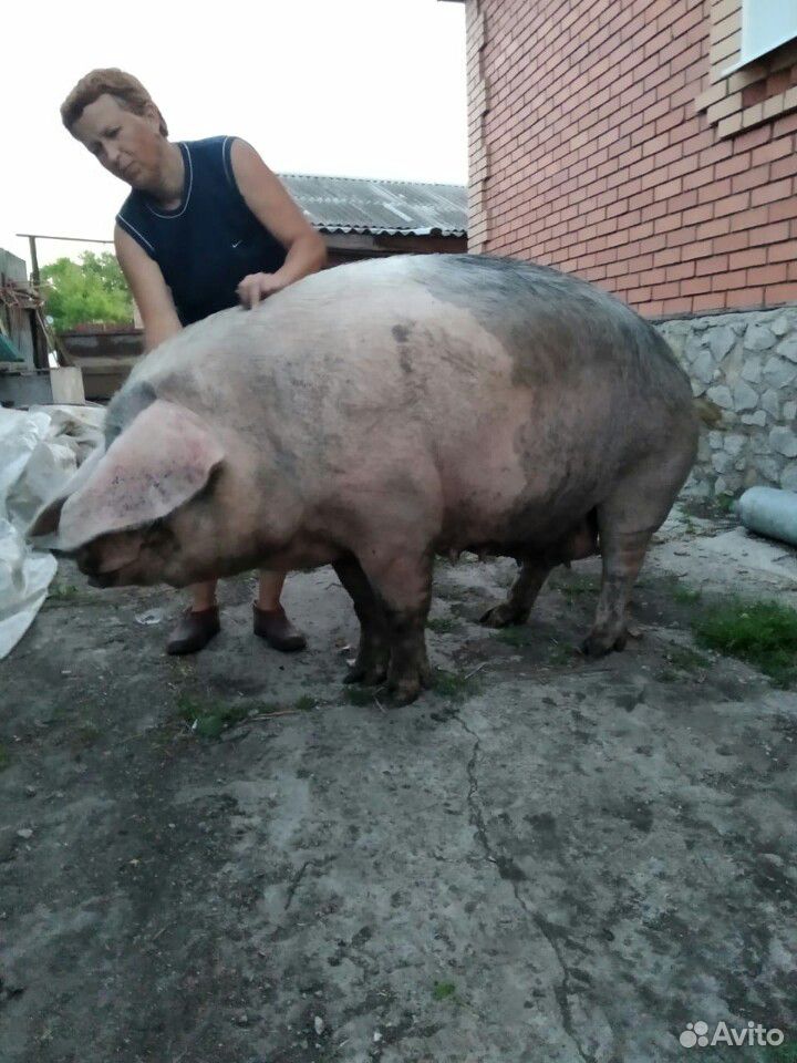Продаётся свиноматка порода лан купить на Зозу.ру - фотография № 6