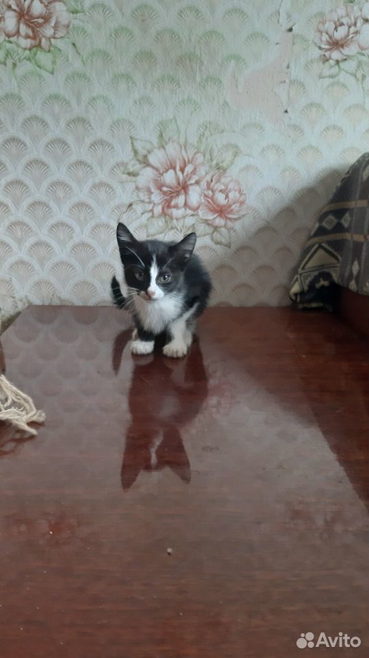Маленькие котики ищут дом купить на Зозу.ру - фотография № 1