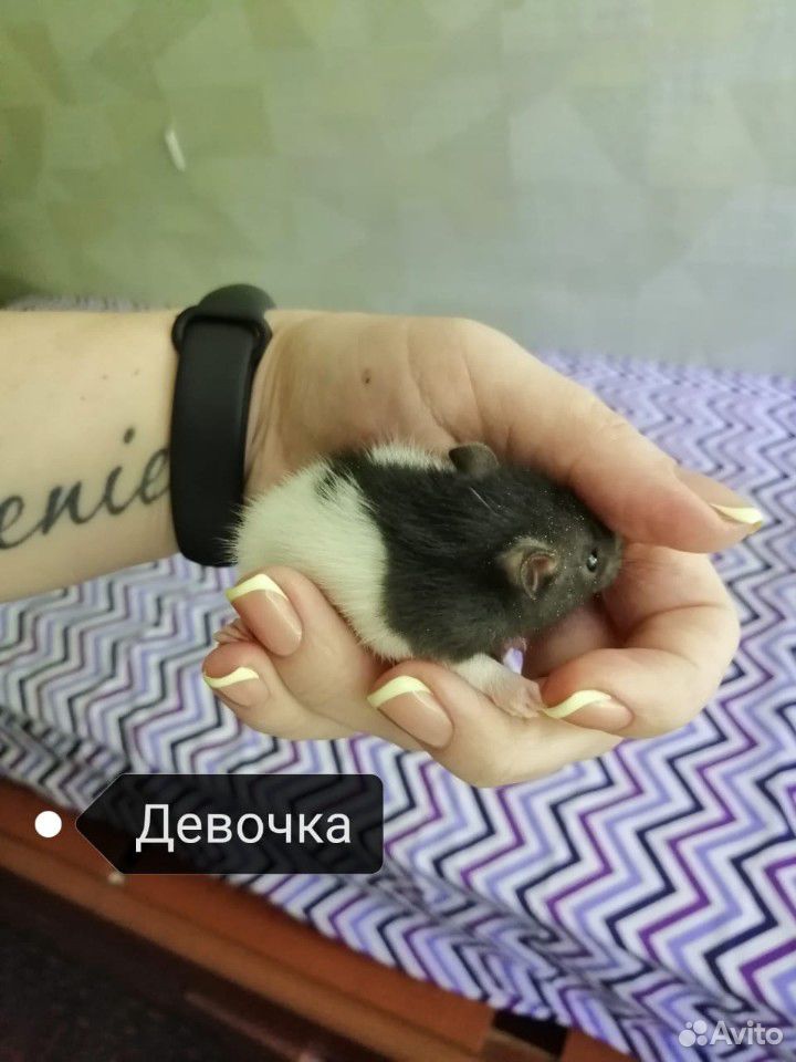 Крысята купить на Зозу.ру - фотография № 2