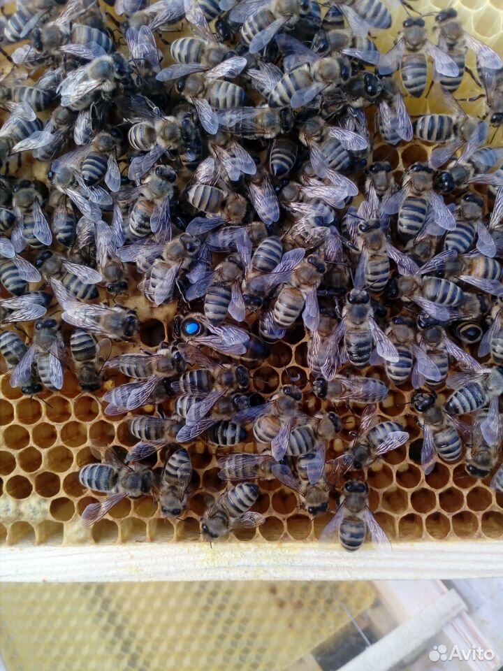 Пчеломатки плодные купить на Зозу.ру - фотография № 1