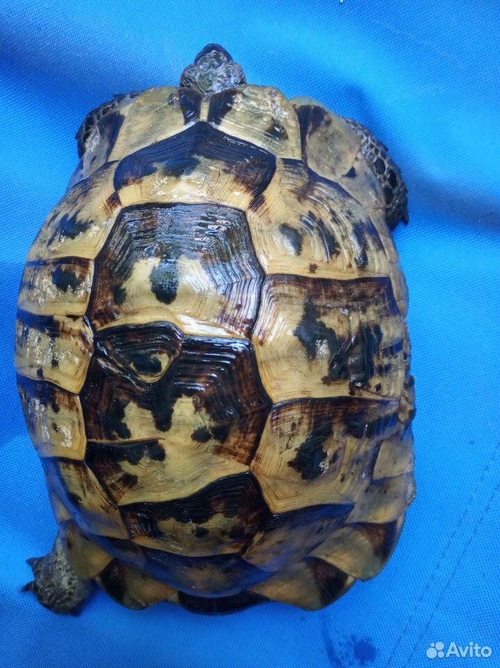 Черепаха сухопутная маленькая купить на Зозу.ру - фотография № 5
