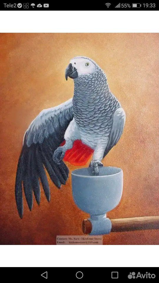 Говорящий серый попугай купить на Зозу.ру - фотография № 1