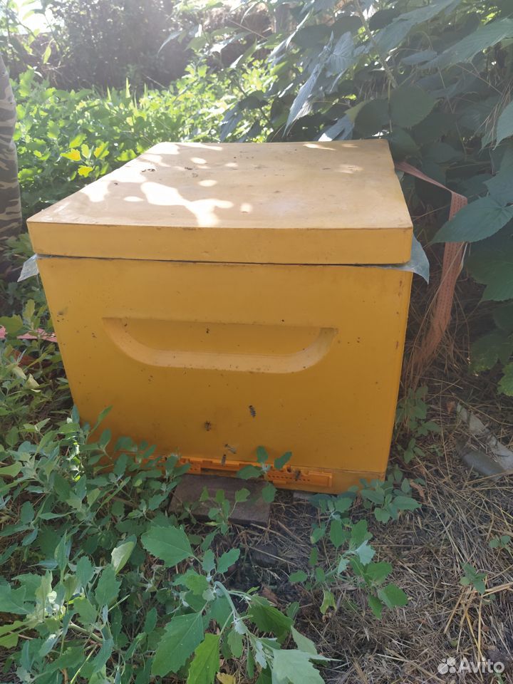 Улий с пчёлами купить на Зозу.ру - фотография № 1
