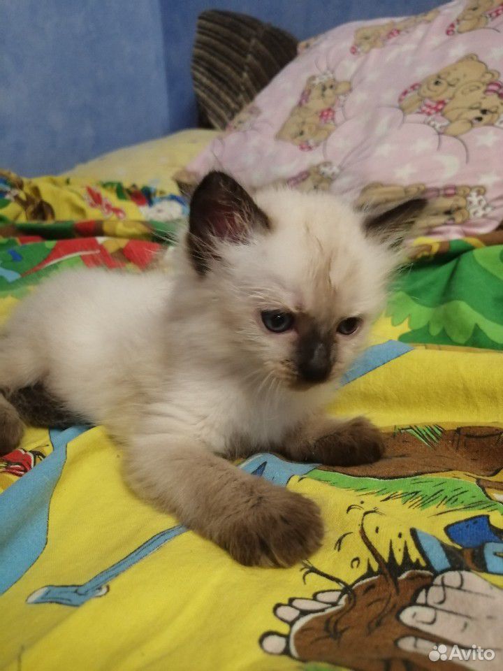 3 котёнка по 1 месяцу купить на Зозу.ру - фотография № 2