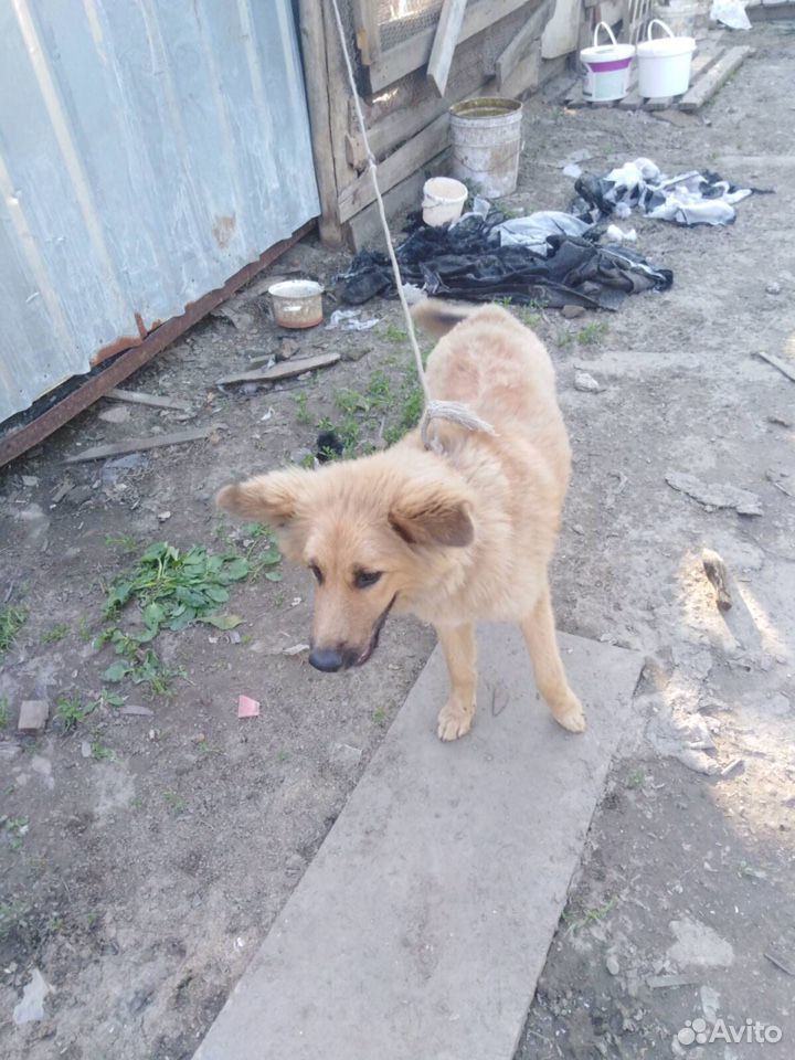 Подрощенный щенок купить на Зозу.ру - фотография № 2