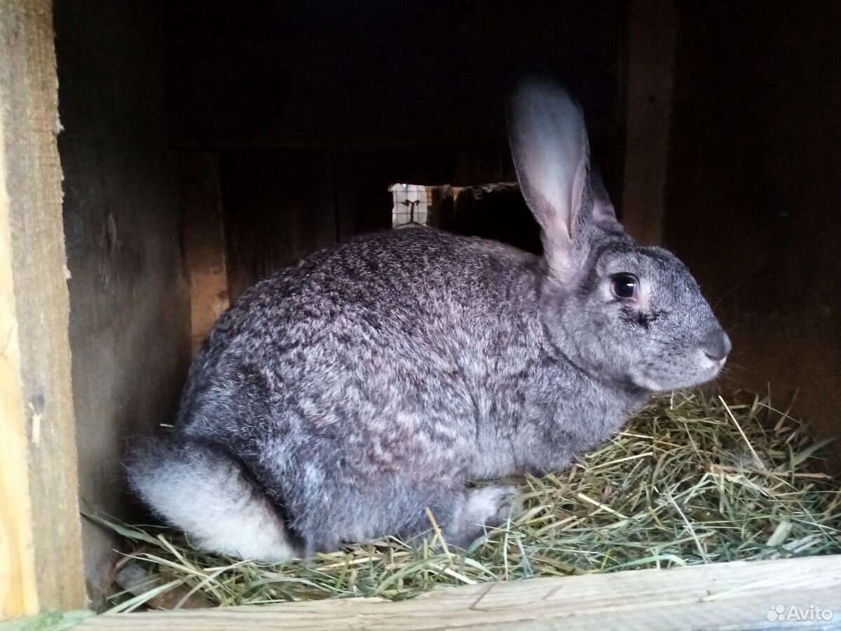 Купить кроликов в Орловской области на авито свежие объявления. Авито купить кроликов. Кролики продажа на авито в Чебоксарах. Купить серого великана