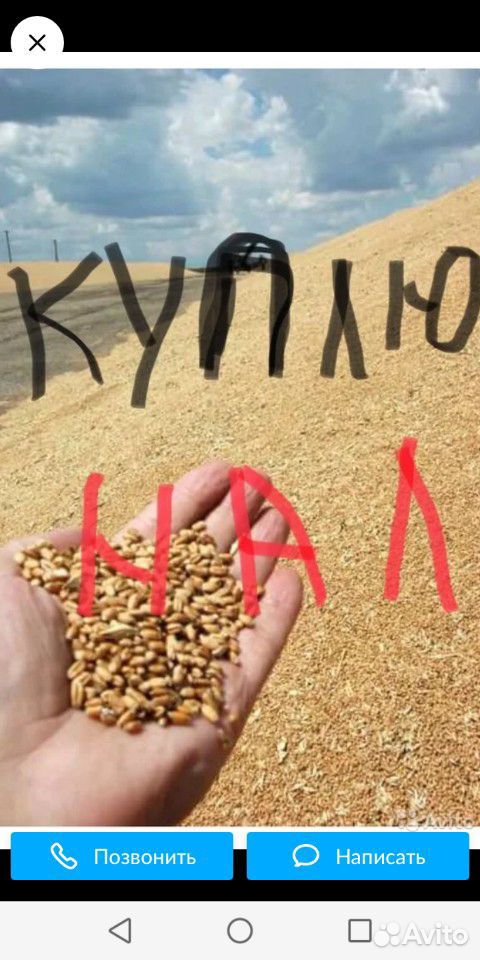 Ячмень пшеница кукуруза купить на Зозу.ру - фотография № 1
