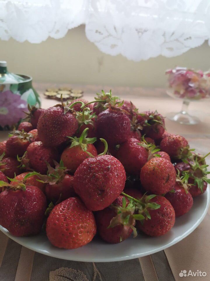 Клубника ягоды, усы, рассада купить на Зозу.ру - фотография № 2