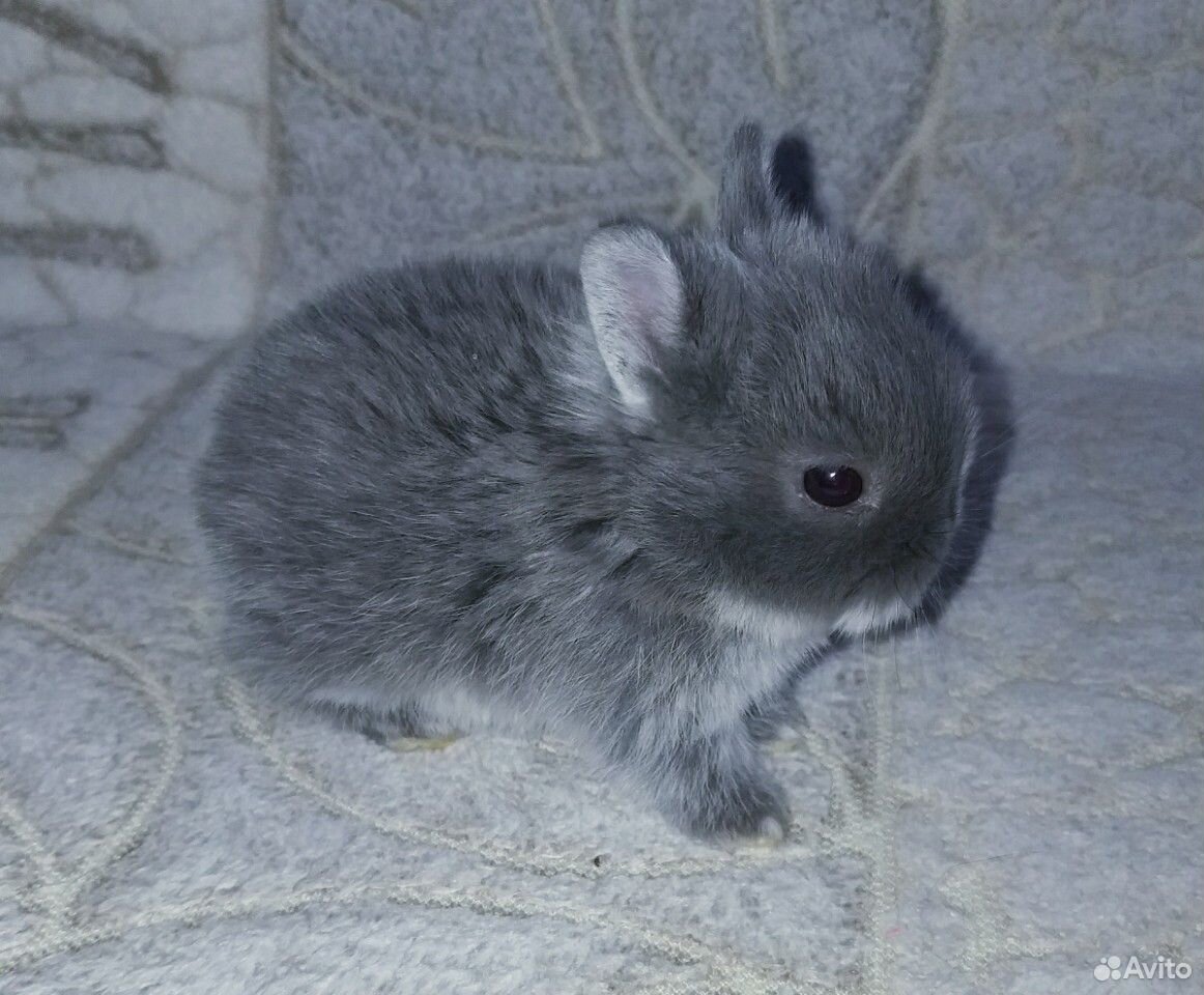 Нидерландские карликовые кролики купить на Зозу.ру - фотография № 1