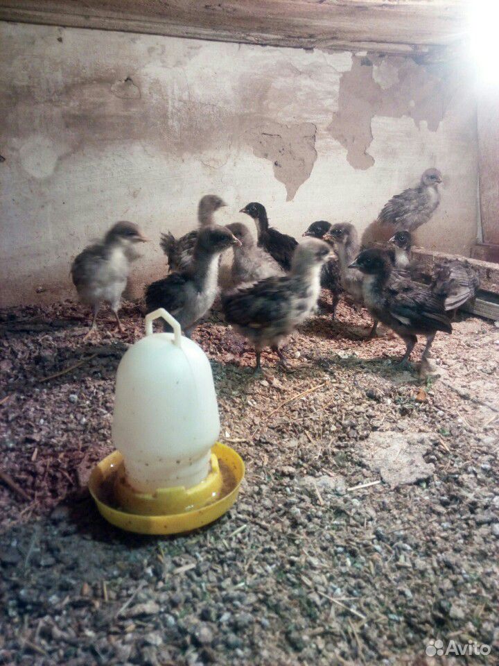 Цыплята Джерсийский Гигант купить на Зозу.ру - фотография № 1