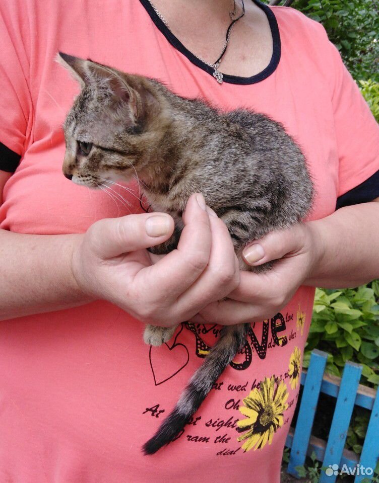 Котенок девочка в добрые руки купить на Зозу.ру - фотография № 7