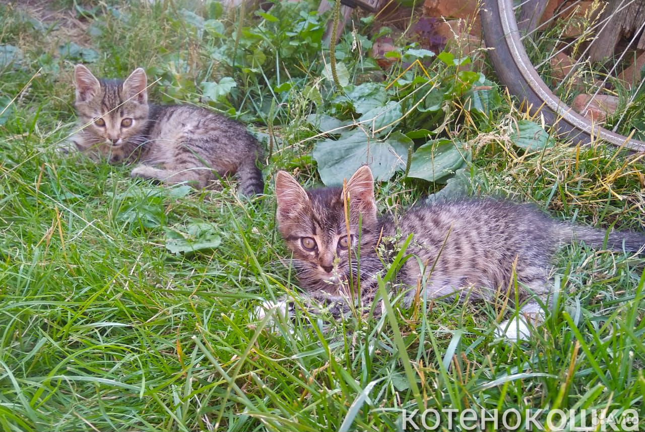 Котенок сибиряк в добрые руки купить на Зозу.ру - фотография № 1