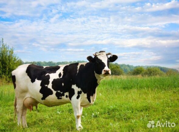 Продам 6 коров и 2 телки купить на Зозу.ру - фотография № 1