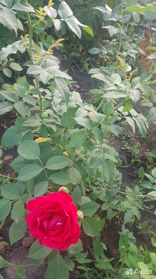 Розы саженцы купить на Зозу.ру - фотография № 4