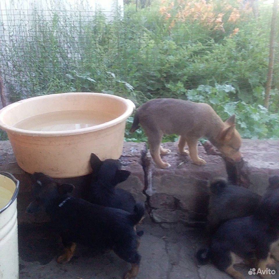 Бесплатна щенки купить на Зозу.ру - фотография № 2